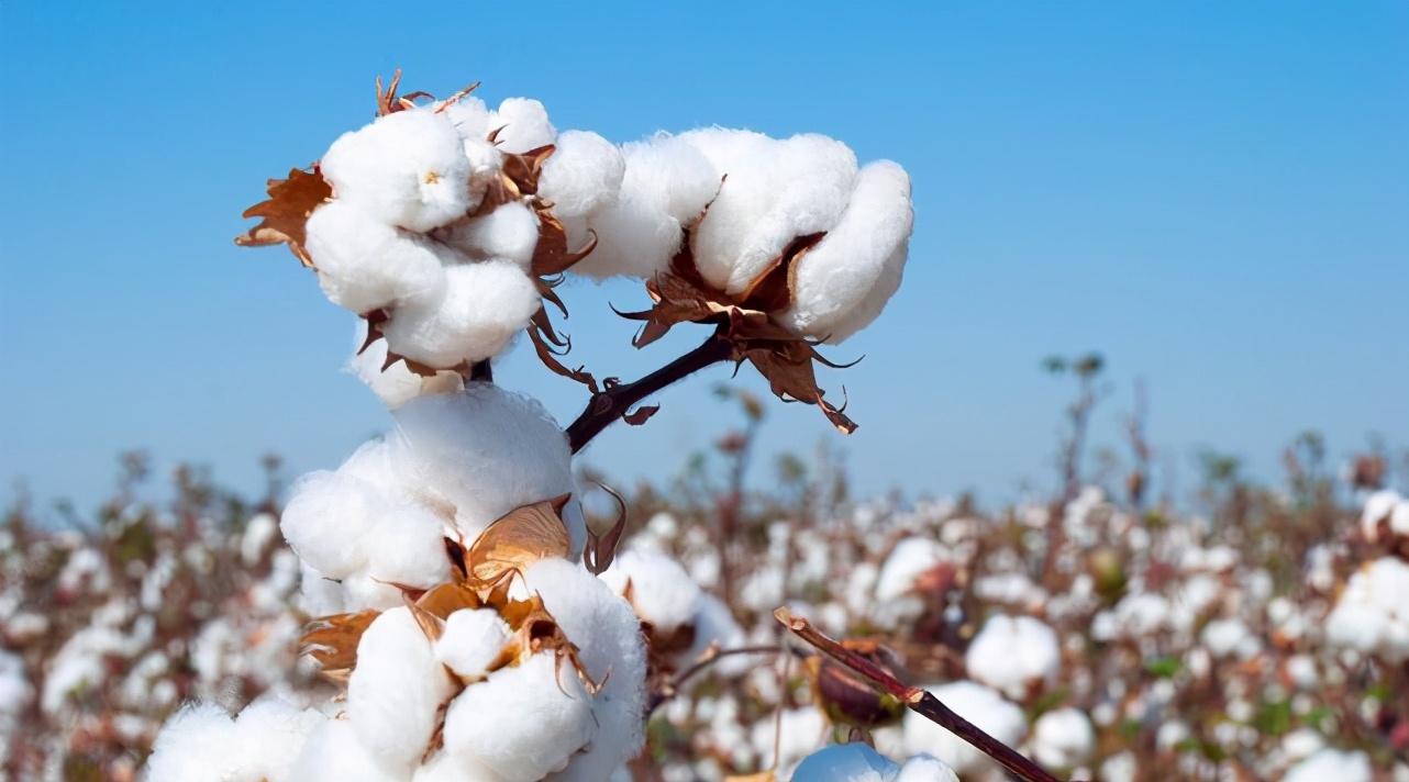 “以己度人”：美国是如何奴役黑人，强迫他们劳动，采摘棉花的？