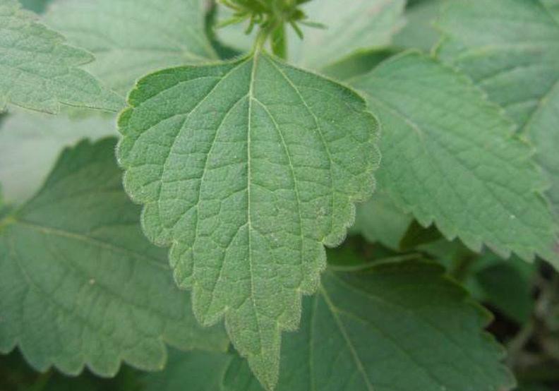 能够防风的植物有什么特点,防风植物长什么样子