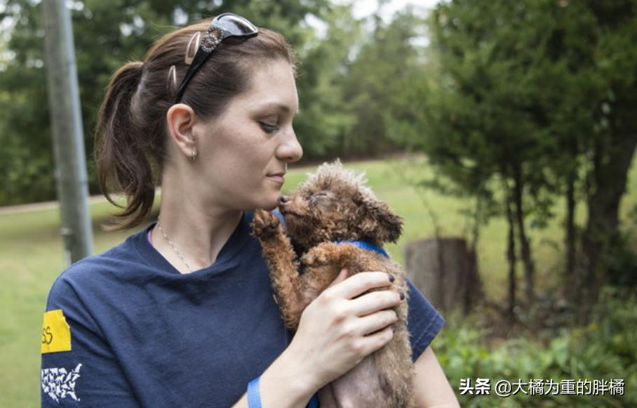 舔了狗狗的舌头会怎么样,贵宾犬为什么不舔人