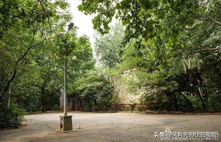 济南秋天的法国梧桐,济南一颗梧桐树