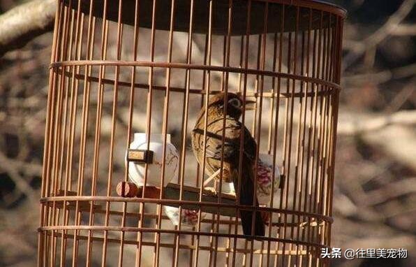 画眉鸟凶猛,画眉鸟搏斗声音