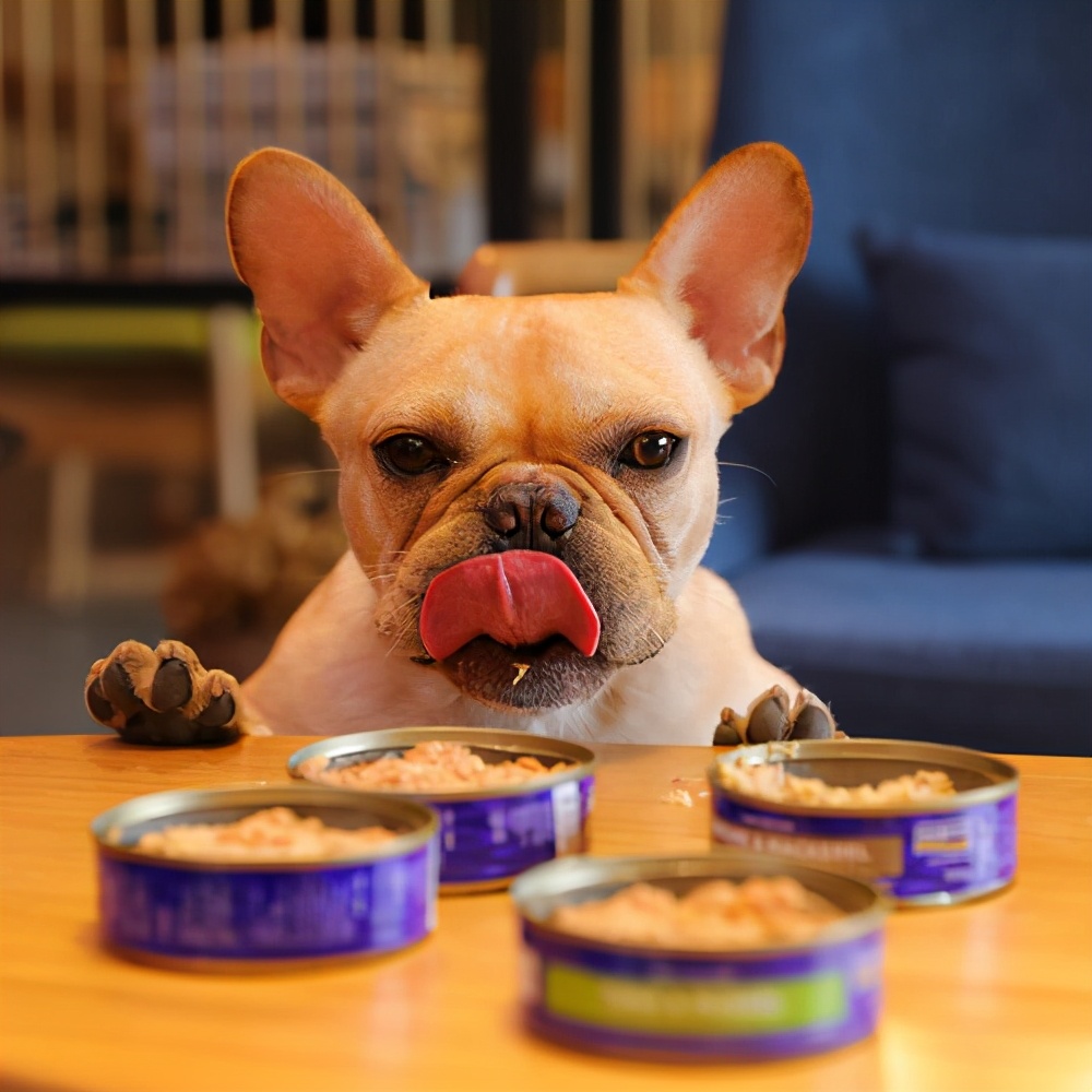 训狗的十八个技巧,秘籍传授口诀大全