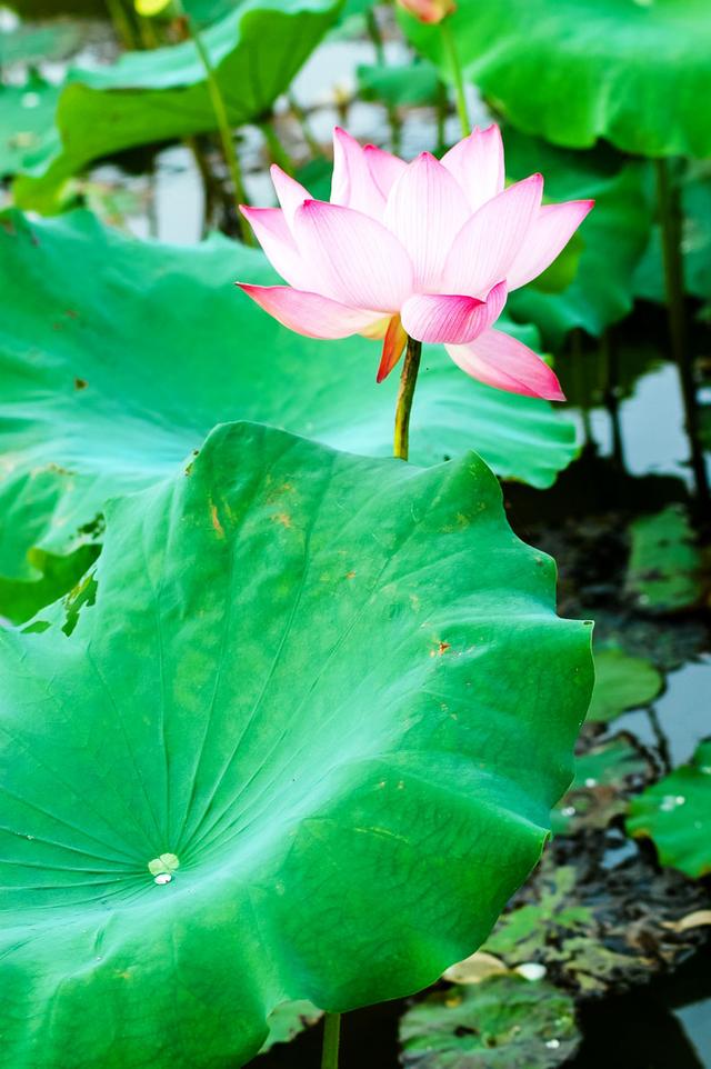 盛夏来一场赏荷盛宴