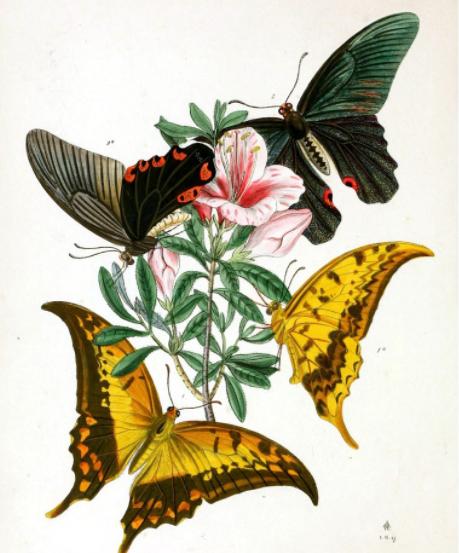 梁祝千古绝唱化蝶,梁祝蝴蝶代表什么