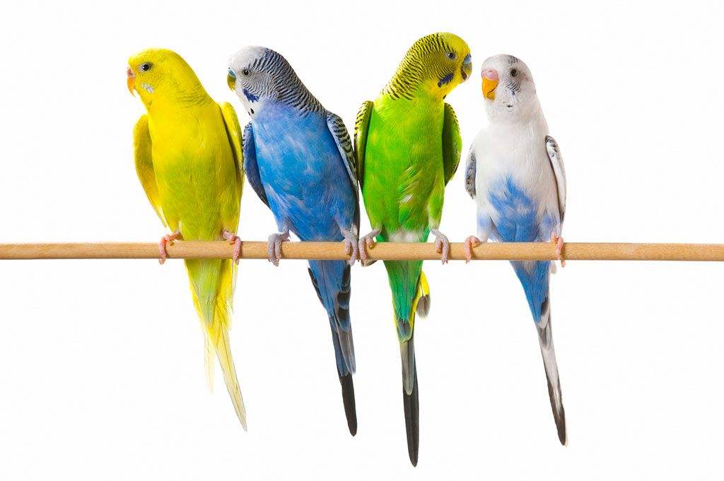 虎皮鹦鹉快速配对技巧,虎皮鹦鹉养殖技巧