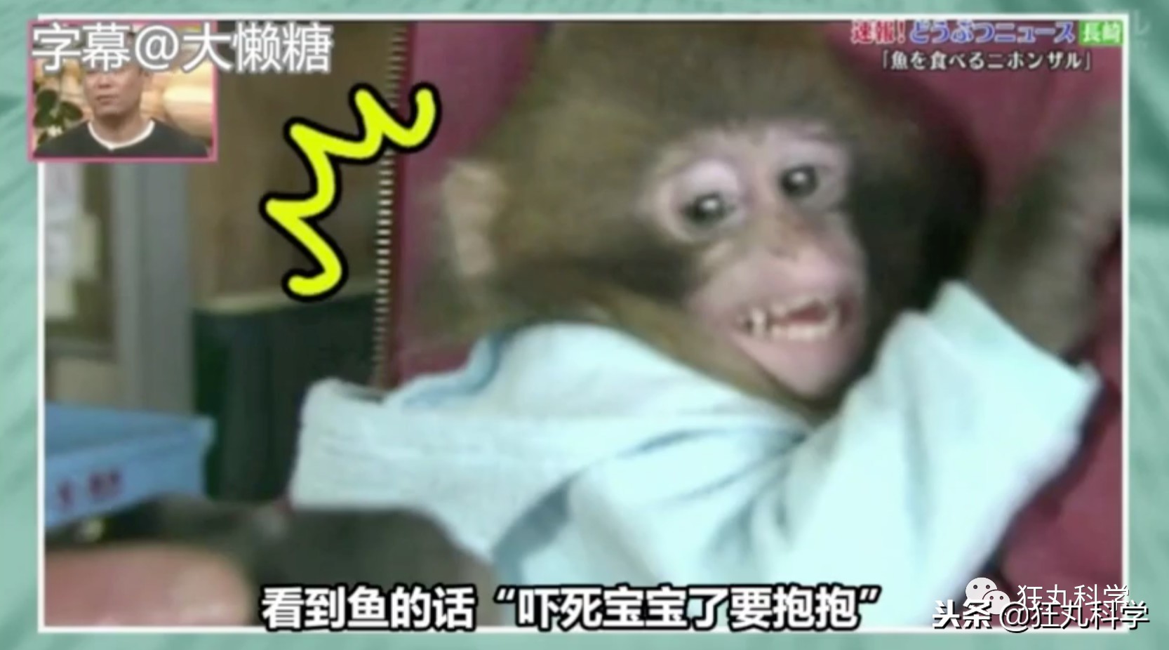 鏃ユ湰鐚村瓙鍚冮奔,鏃ユ湰鐚村瓙绉冨ご鍚冮潚鑺遍奔