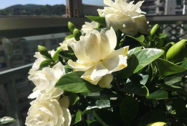 家庭怎样养栀子花视频,家庭盆栽栀子花早春养护