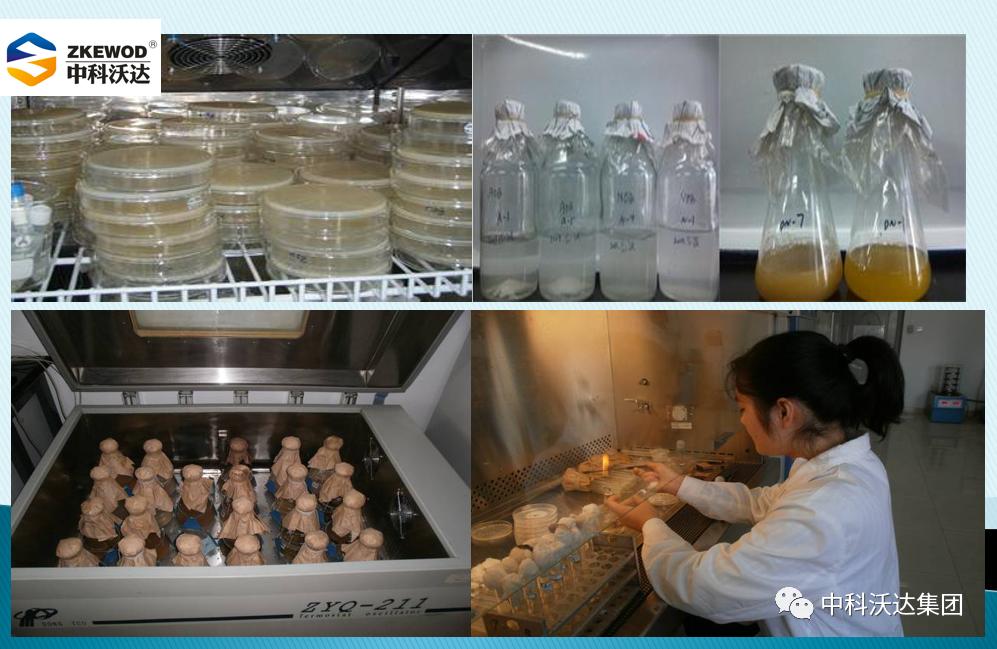 益力健枯草芽孢杆菌,益力健牛羊专用中成药