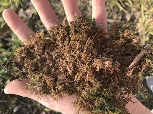 养花最好的颗粒土,碎砖养花的正确方法