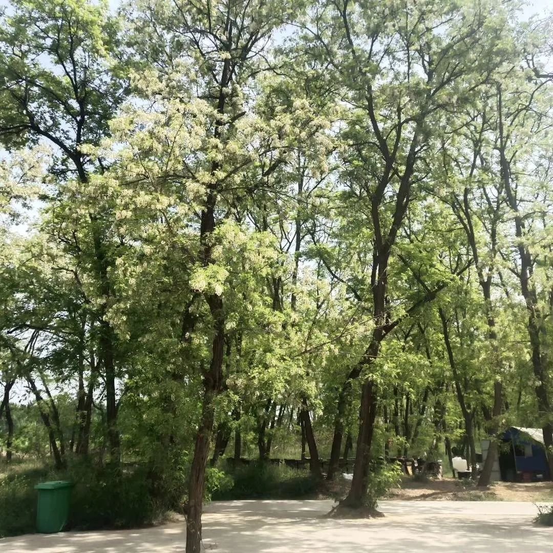 蜂蜜枣花蜜和槐花蜜哪个好,土蜂蜜和槐花蜜哪个比较好