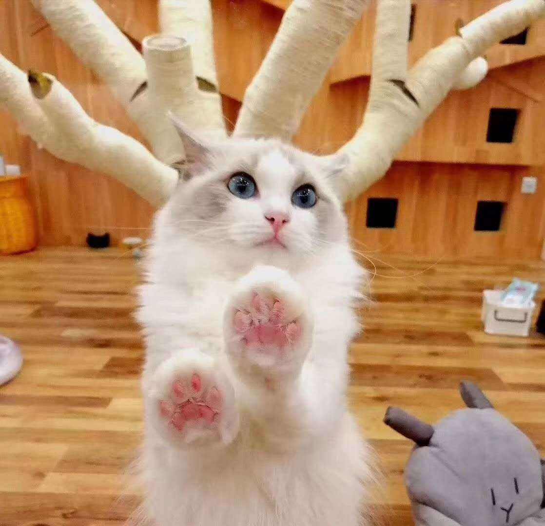 10个养猫失败的表现你会不会中招,养猫最让人困扰的6件事