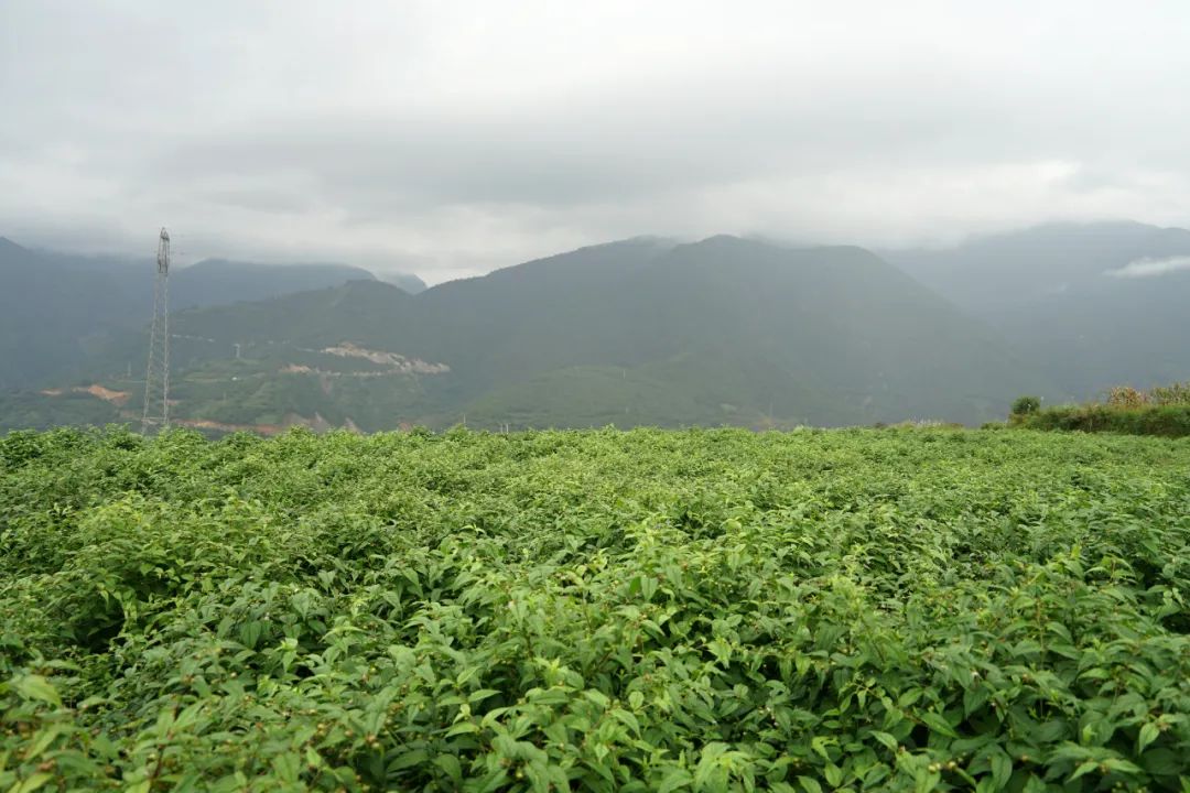大理特色农业小镇,大理乡村发展现状和发展趋势