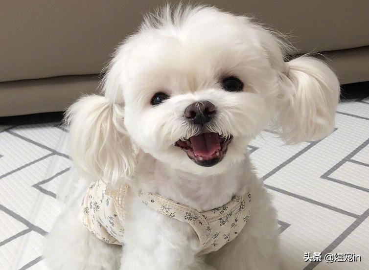 狗狗肚子不停的咕咕叫还伴有呕吐,狗狗嘴边挂粘稠口水还呕吐咋回事