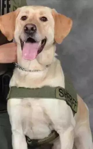 闻毒品的缉毒犬会因此染上毒瘾吗,缉毒犬是不是让它有毒瘾