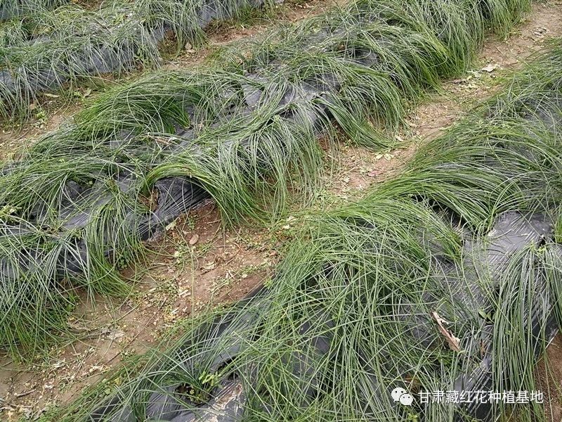 2031年藏红花种球价格,2021藏红花种球价格