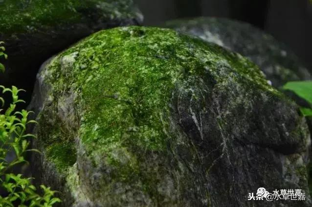 草缸常见10种藻类的解决方法,草缸藻类生物防治方法