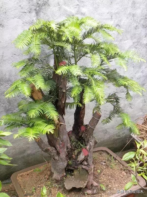 红豆杉和水杉有什么区别,红豆杉和水杉怎么辨别