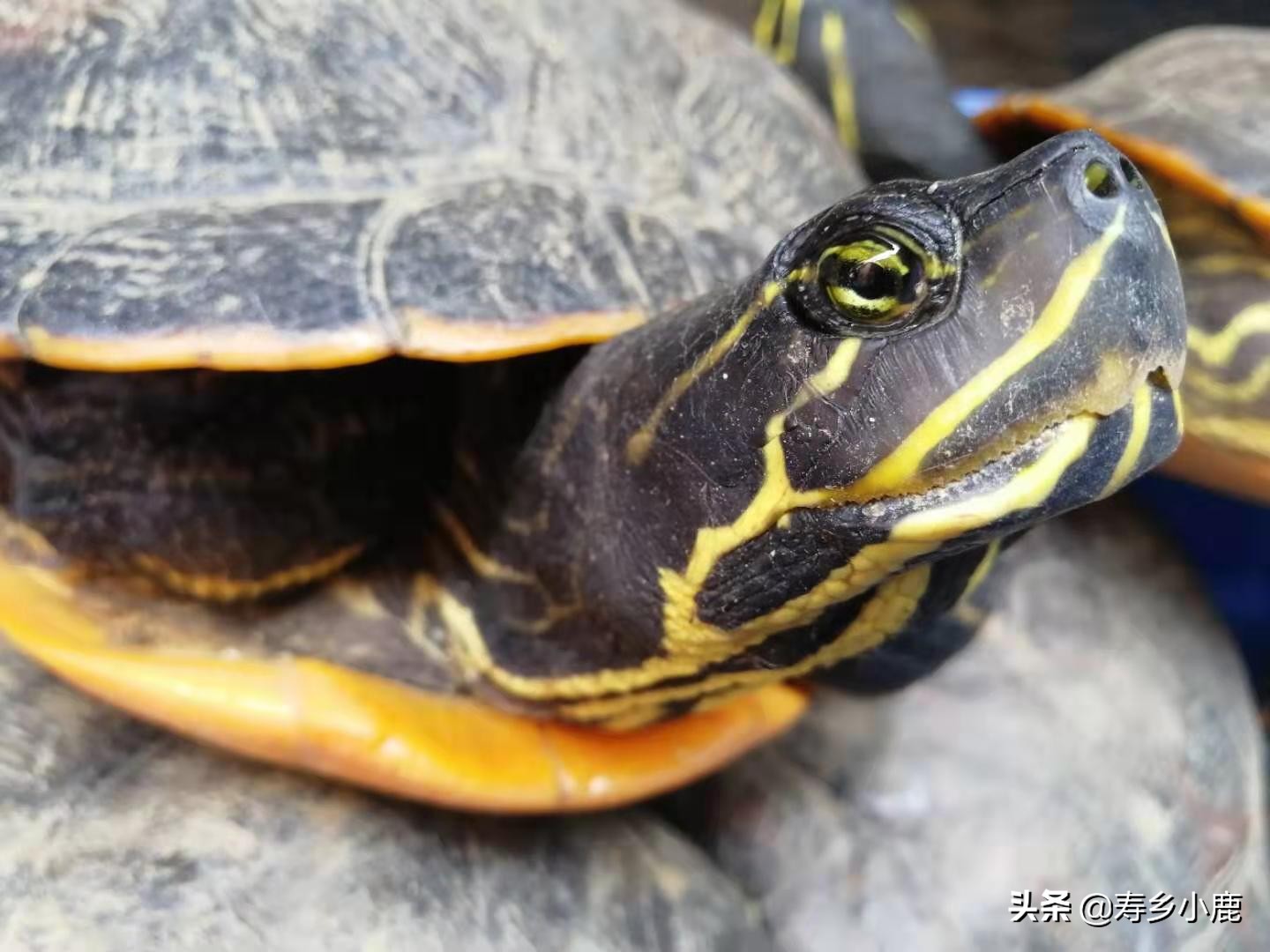 养龟水霉病最佳消灭方法,水龟水霉病最佳消灭方法