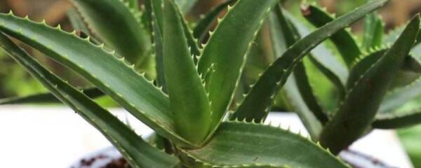 芦荟烂根怎么办,芦荟烂根怎么办补救方法