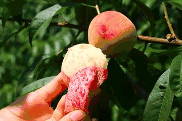 怎样能分辨桃子打了激素,怎么区分打了激素的桃子