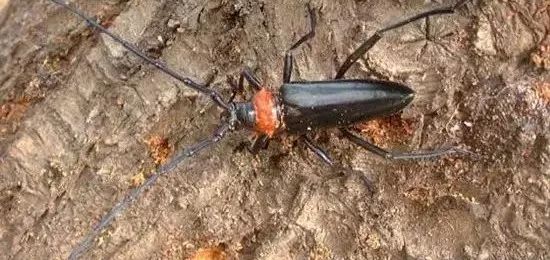 杀灭地下害虫这里有10种绝招,地下害虫最佳灭虫方法