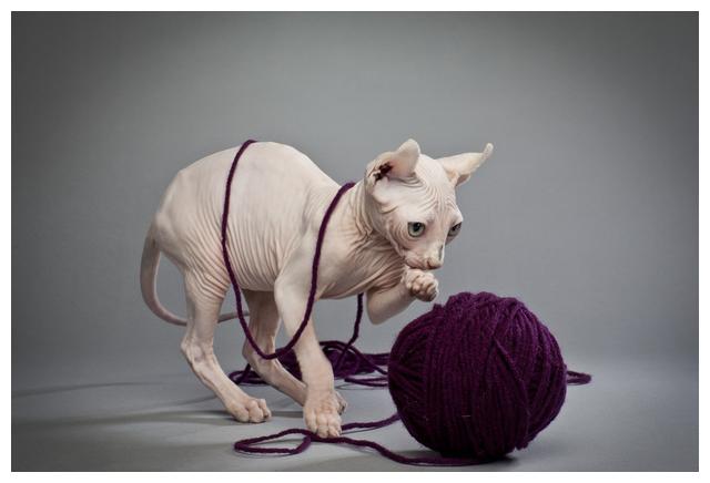 为什么喜欢斯芬克斯猫,斯芬克斯猫亲近人吗