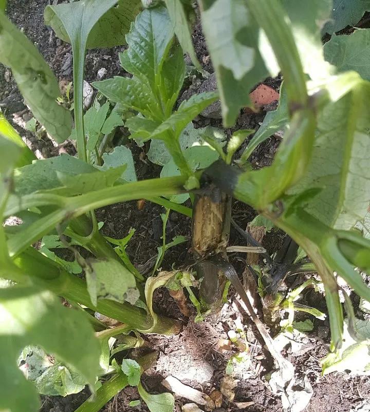 大丽花叶子发黄不开花,大丽花不开花施什么肥