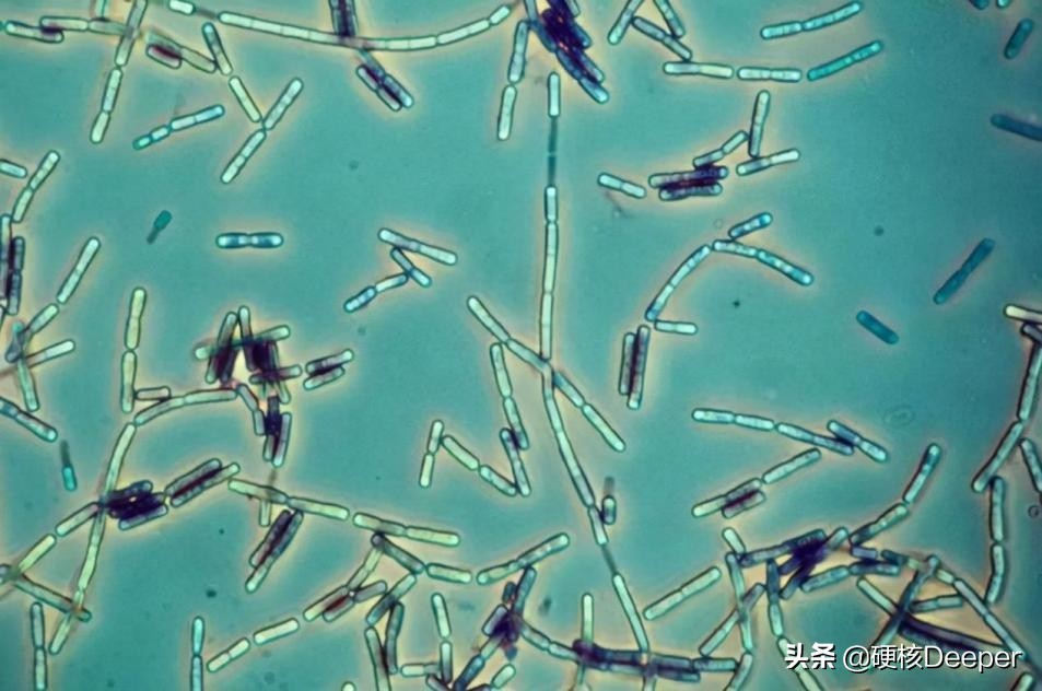 缇庡浗榛戣吂鏋滆潎鍏ュ,涓浗娴峰叧鎴幏缇庡浗绁炵鍖呰９