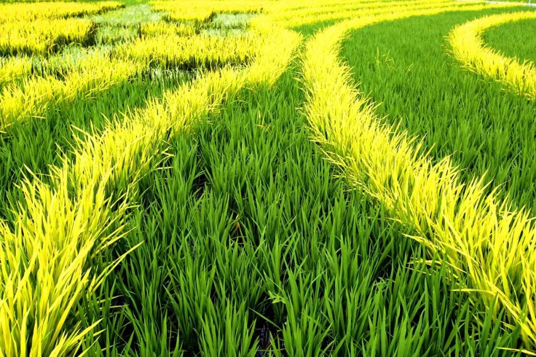 津门网金熙男:最美的稻田