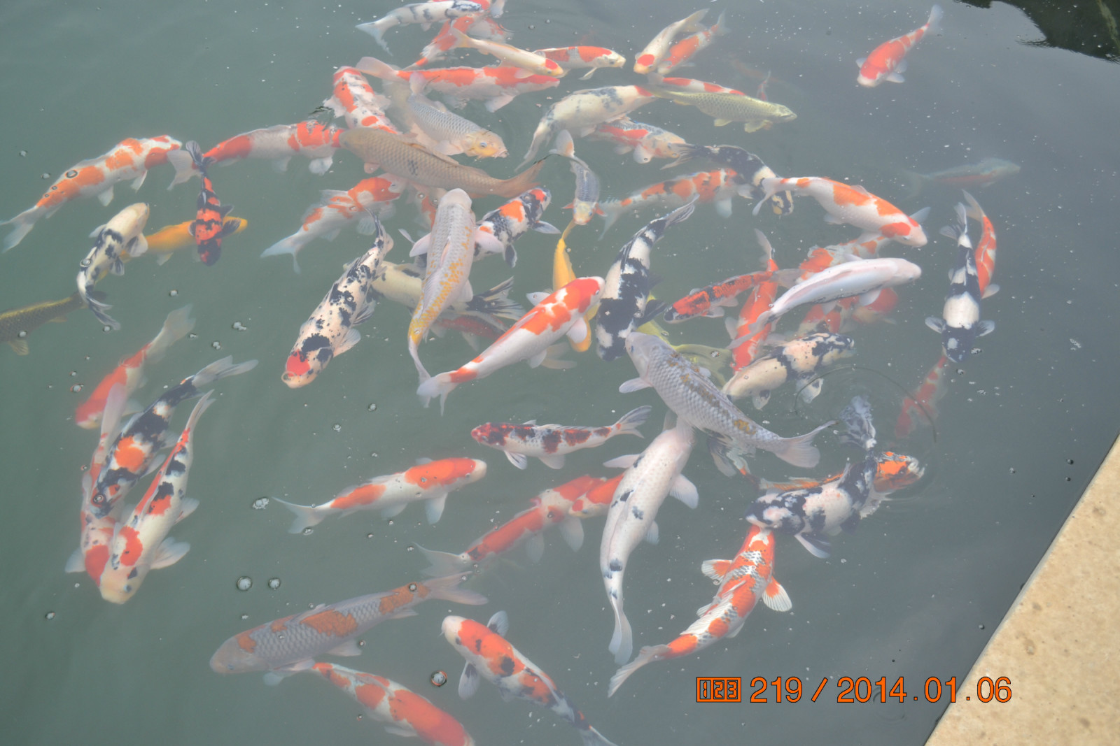 锦鲤池养殖方法图解,锦鲤繁殖全过程纪录片