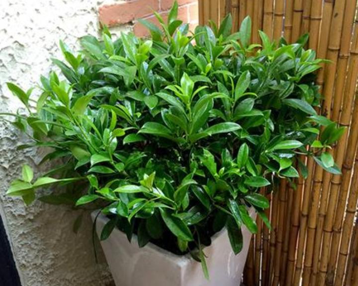 吸收甲醛净化空气的小型植物,花净化空气吸甲醛