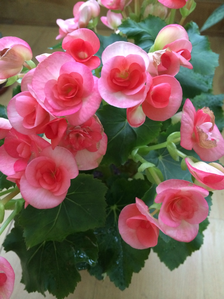 海棠花的不同品种,春天里盛开的海棠花不同品种