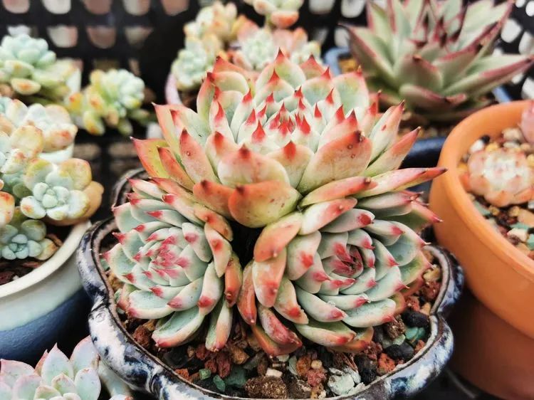 我和多肉,我与多肉