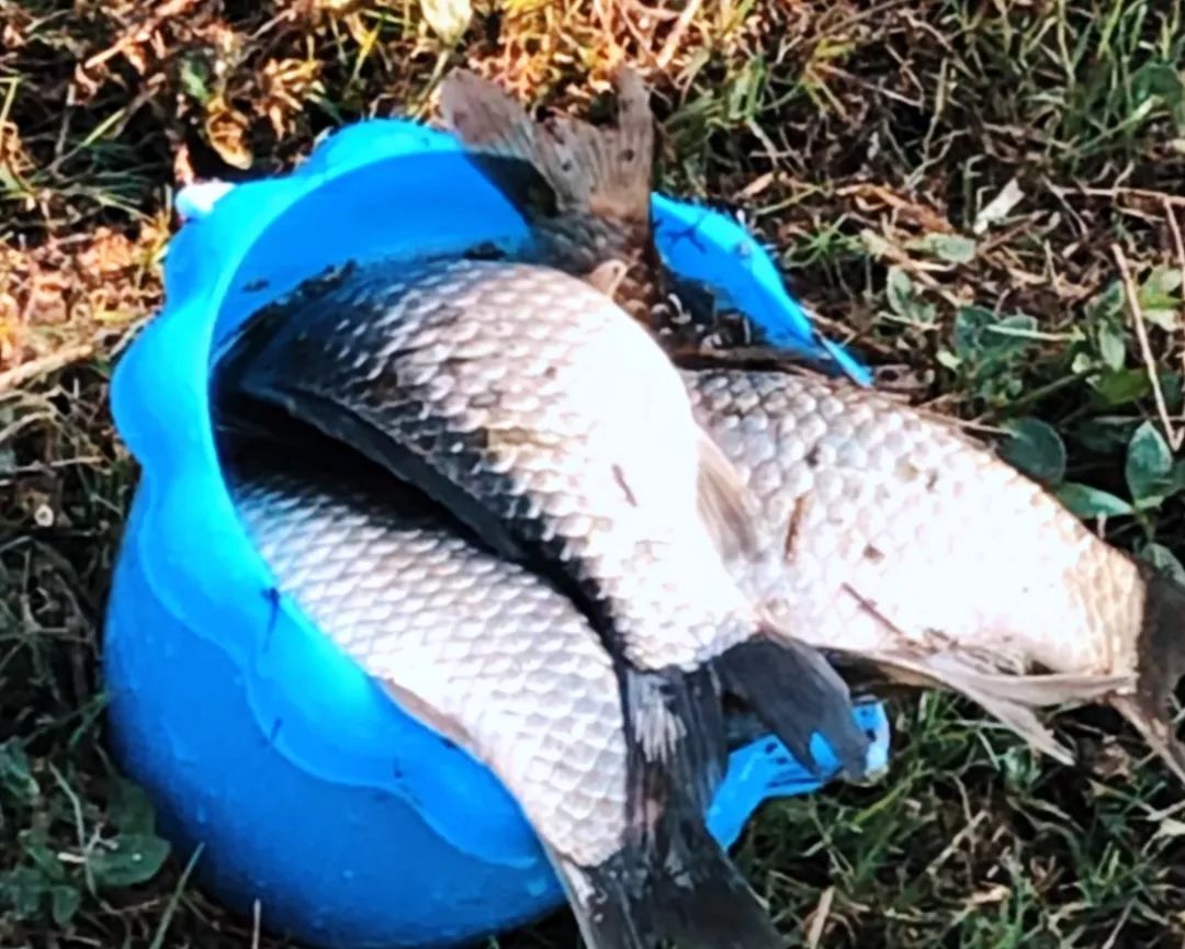 紫薇园宿州露营音乐节,中华紫薇园露营