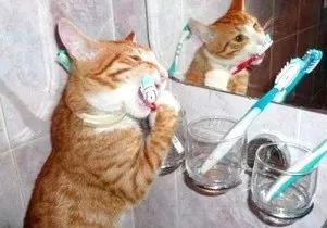 猫咪得了牙病非常危险，本文教你3步快速，让你的猫咪习惯刷牙
