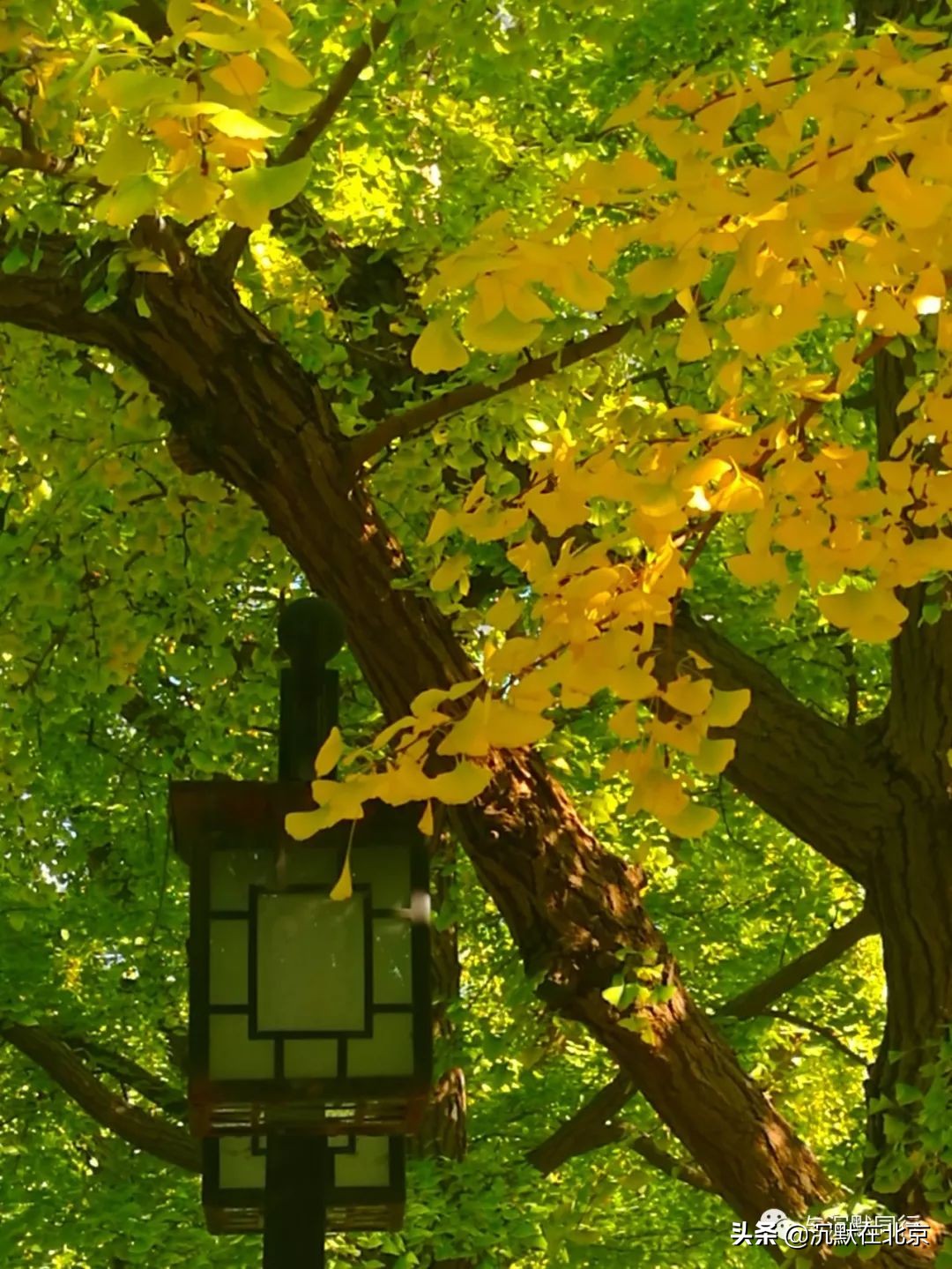 北京之秋的感受,最美的北京之秋