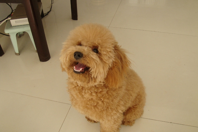 泰迪犬早上吐白色泡沫黄水,泰迪犬吐是怎么回事