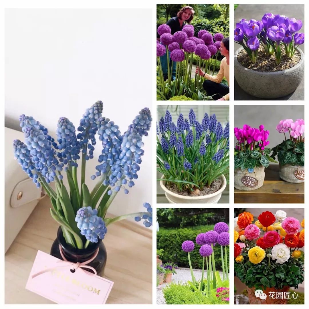 球根种植时间和方法,球根的养殖方法和注意事项