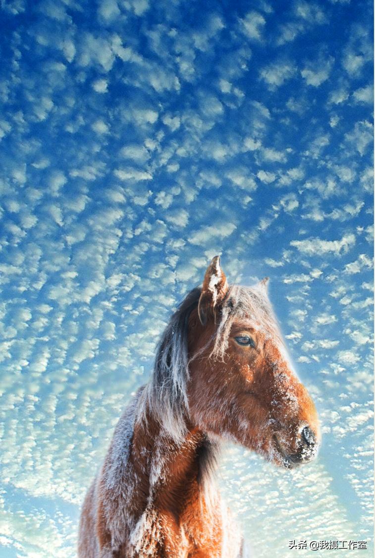 第16届国际摄影艺术展获奖作品,第29届全国摄影艺术展览作品集