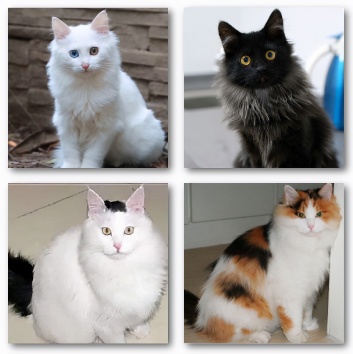 中华田园狮子猫多少钱一只,中华田园猫狮子猫蓝色眼睛