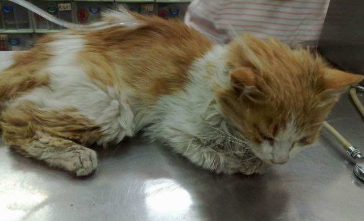 猫咪肺水肿有什么并发症,猫咪突发肺水肿非心源性