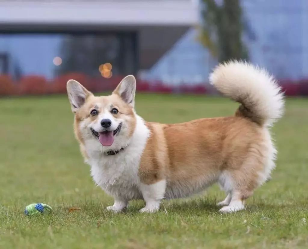 狗狗买什么品种最合适,怎么给狗狗选择宠物狗品种