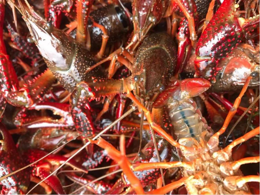 现代年轻人创业出路,为什么越来越多的年轻人回乡创业