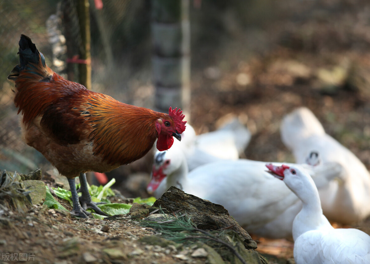养鸡知识鸡生长缓慢的原因,鸡的生长周期是多久