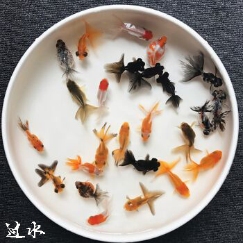 鎏金金鱼能和龙睛混养吗,金鱼需要怎么养