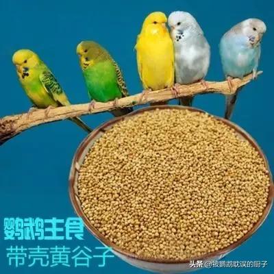 鹦鹉防止生病吃什么好得快,鹦鹉应该准备什么日常预防的药