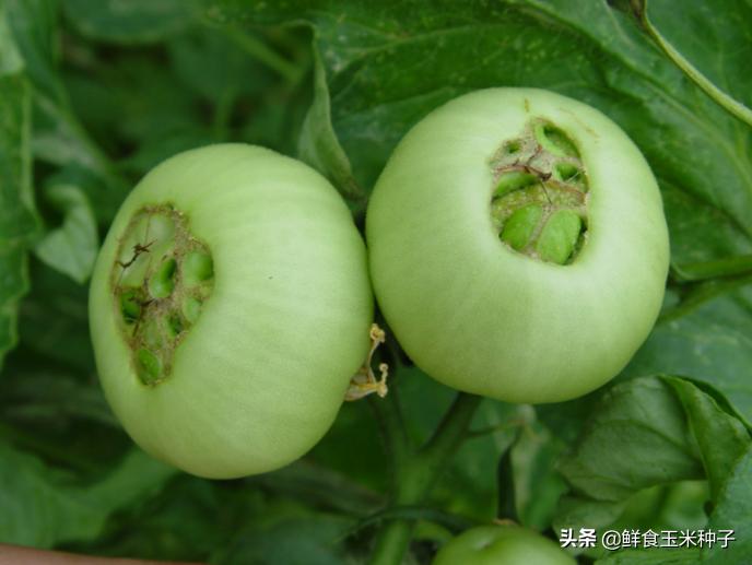 夏季蔬菜栽培高温的预防措施,各种茄果类蔬菜适宜的生长温度