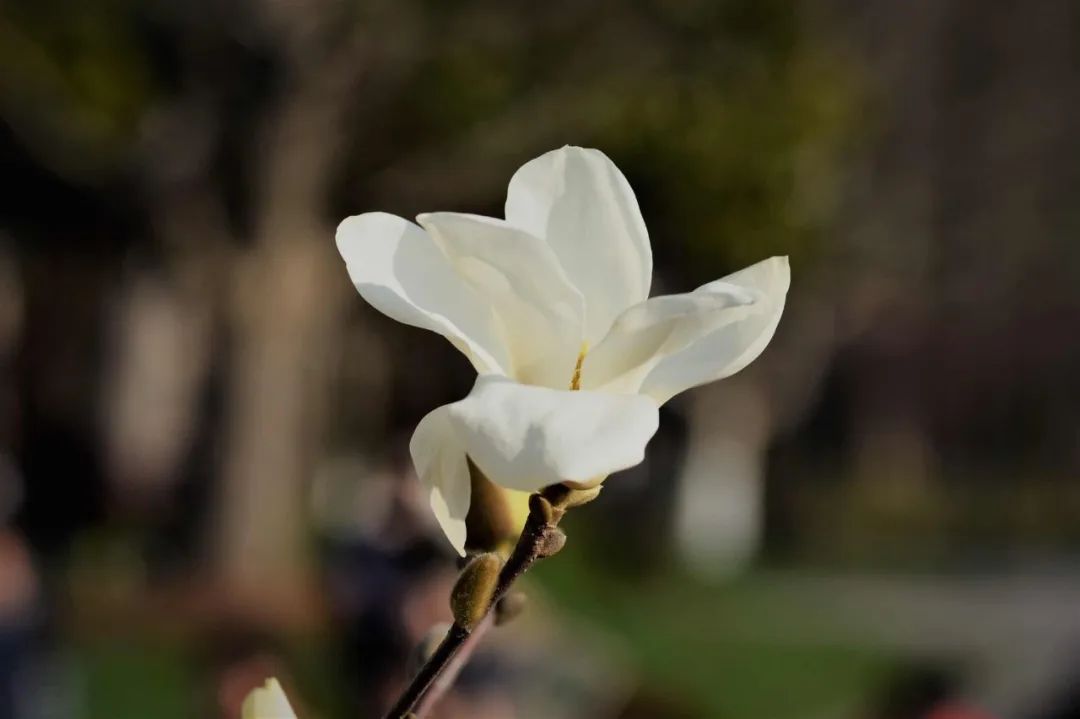 抗疫诗歌大展之二十｜山水没有籍贯，连着我们的姓氏