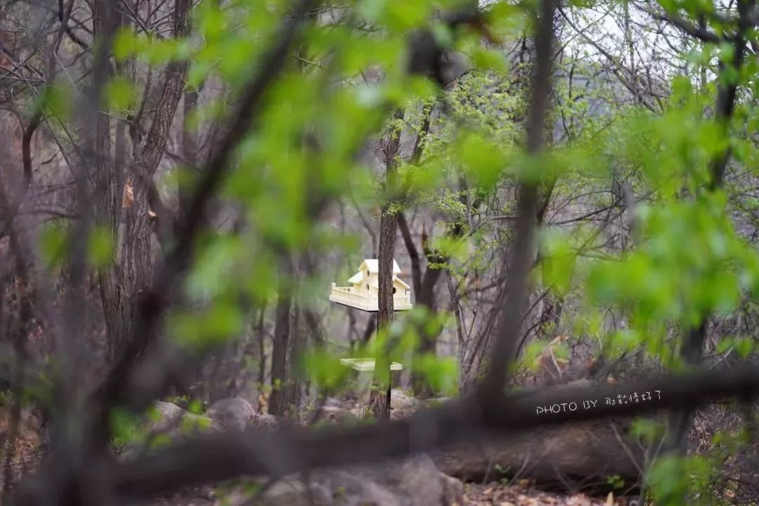 北京京郊童话树屋,台湾神奇的树屋