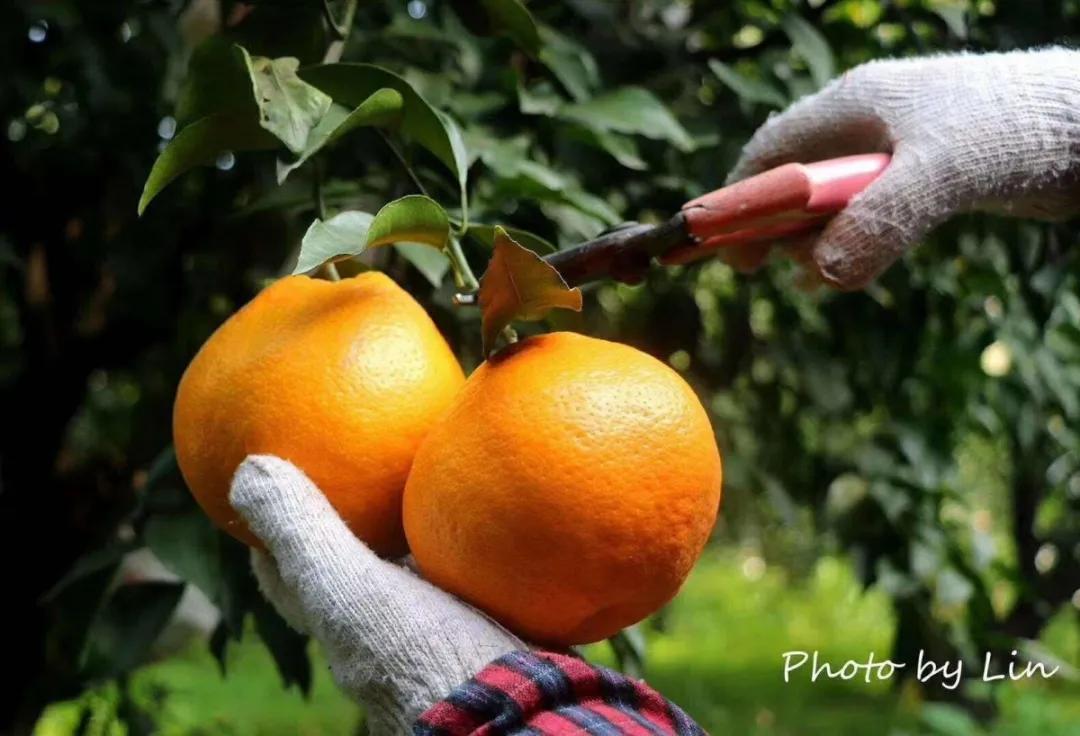 成都美食最新活动看过来,成都美食深度解密